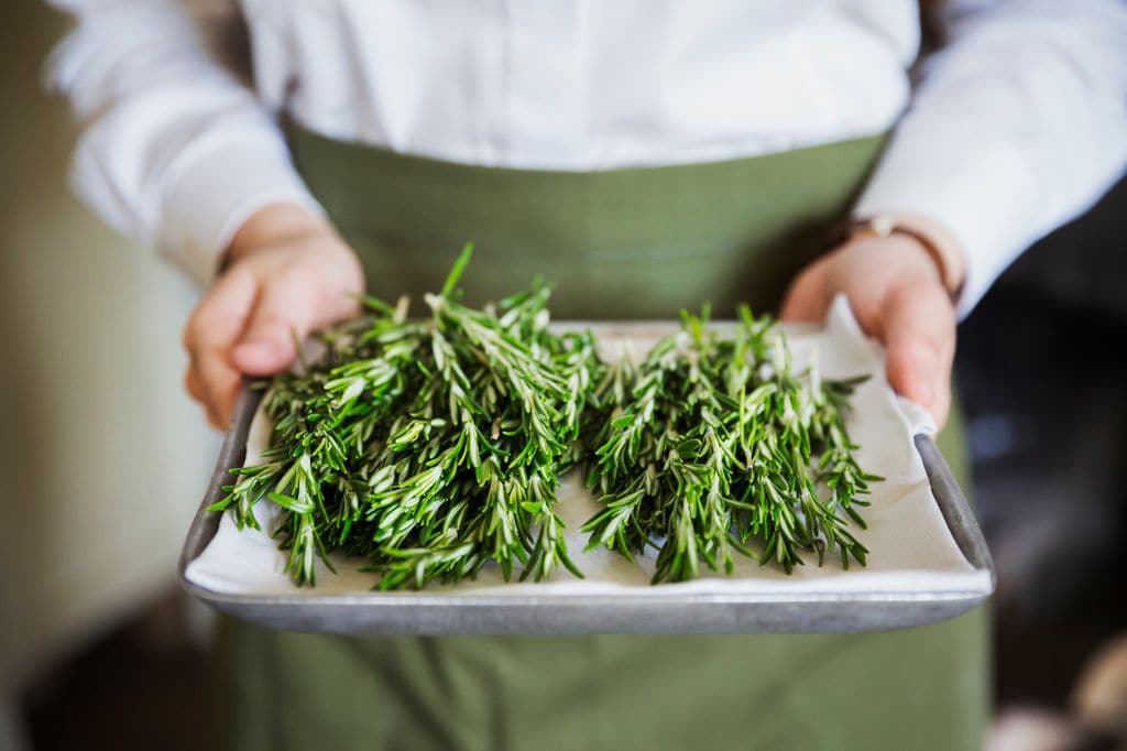 mujer con una bandeja de romero en las manos