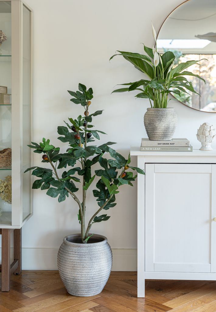 Plantas en macetas rústicas