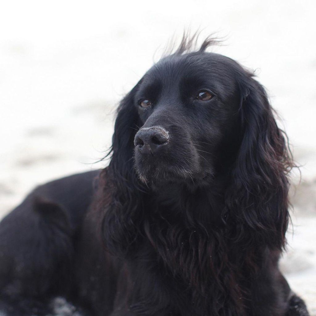 lupo el perro del pr ncipe william y kate middleton