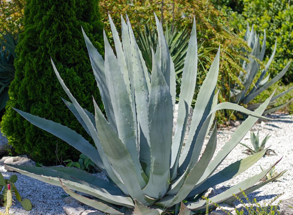 Suculenta Agave americana