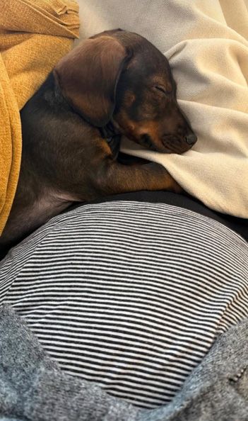 El cachorro de Blanca Llandres