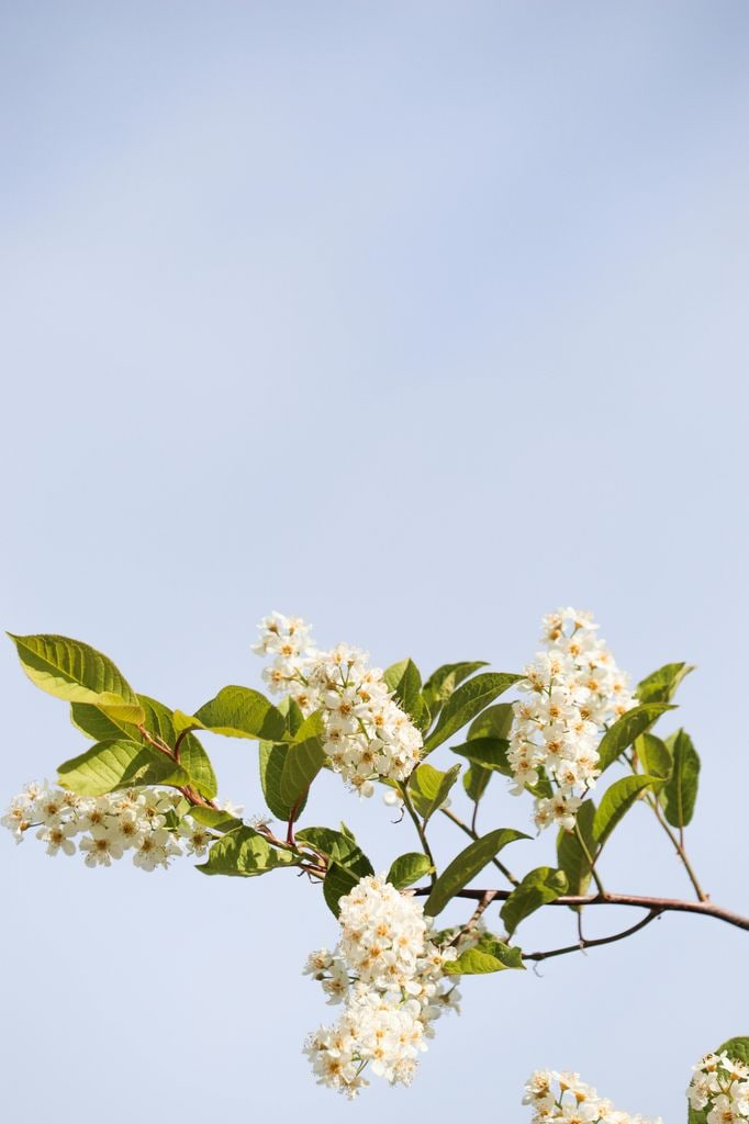 Prunus padus o cerezo de racimos