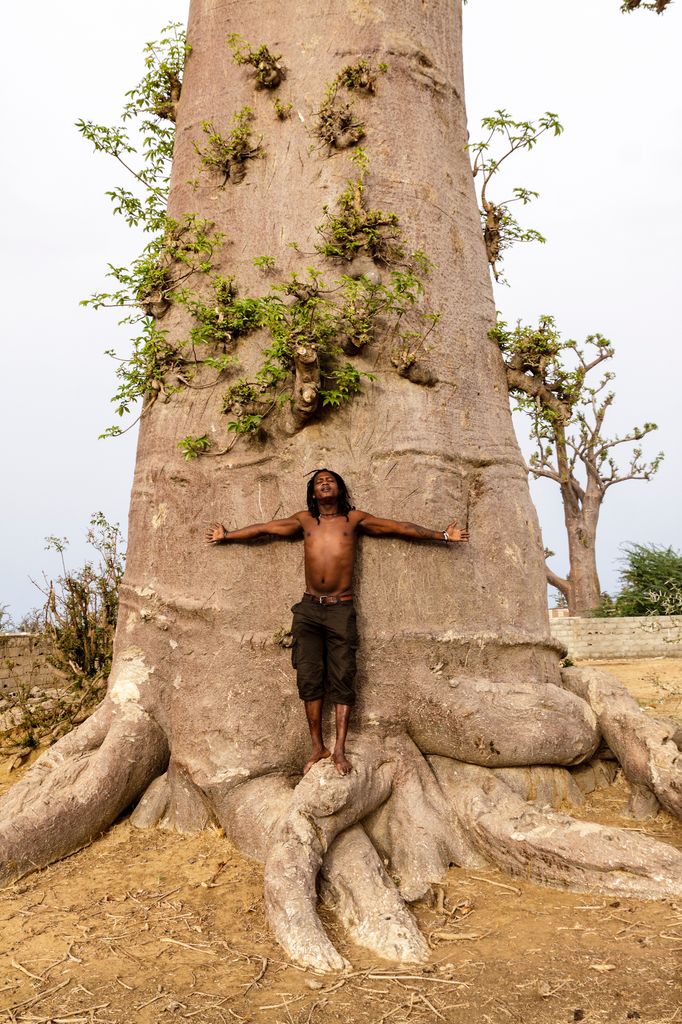 Este árbol puede vivir más de mil años y es clave para la vida en la sabana africana