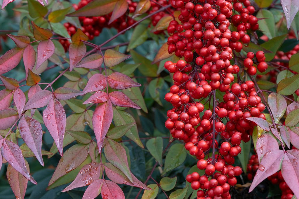 La nandina (‘Nandina domestica’) adquiere un bonito color rojizo hacia finales de otoño, gracias a las hojas que se tornan de este color y a las bayas con frutos que no son comestibles 