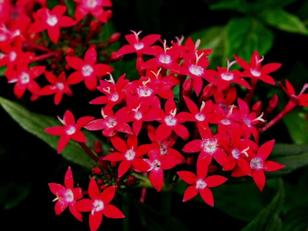 Pentas lanceolata