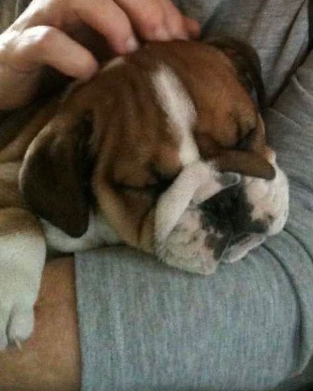 Roscoe llegó a la vida de Hamilton siendo apenas un cachorro.