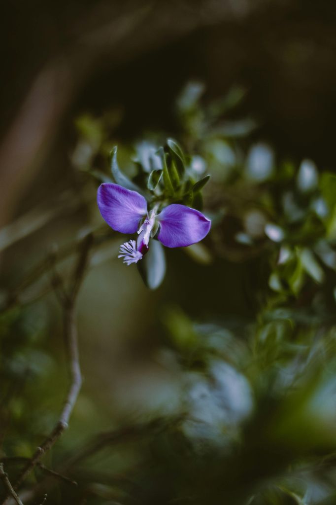 La polígala (‘Polygala myrtifolia’) florece desde finales del invierno hasta el otoño