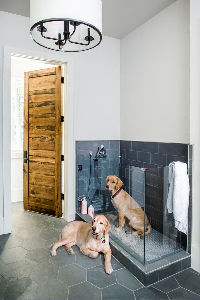 Baño de perros