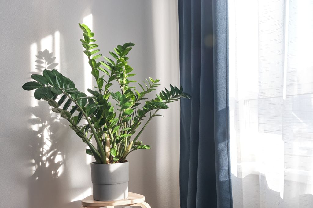 Zamioculcas. 
