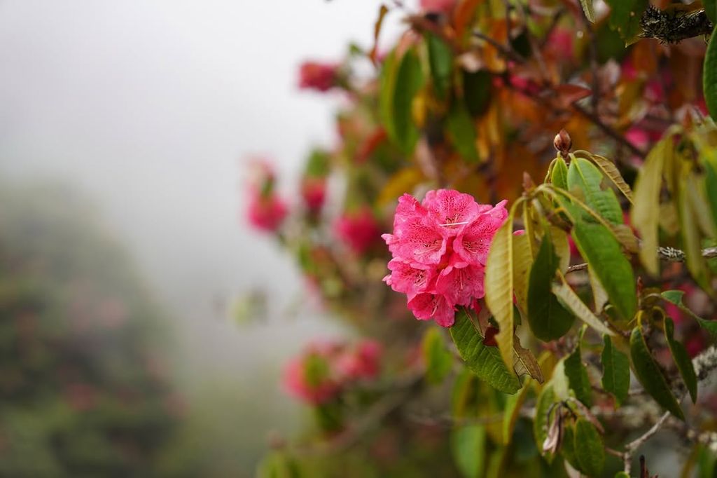 La flor del rodondredo