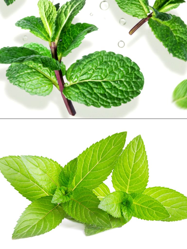 Aunque con un sabor y aspecto similar, sí existen ciertas diferencias entre la menta (arriba) y la hierbabuena (debajo)..