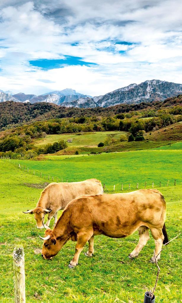 Vacas en los Picos de Europa, Asturias