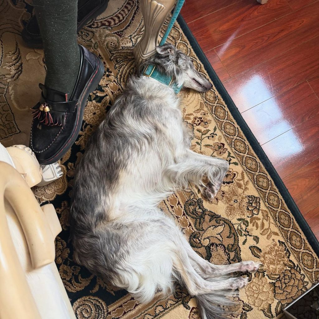Tallulah dio un vistazo de la mascota familiar