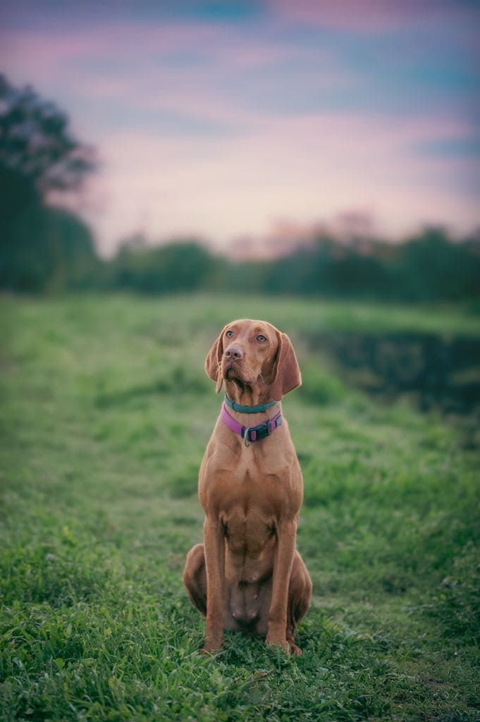 El Vizsla Húngaro es un perro atlético y resistente, ideal para acompañar a corredores de fondo