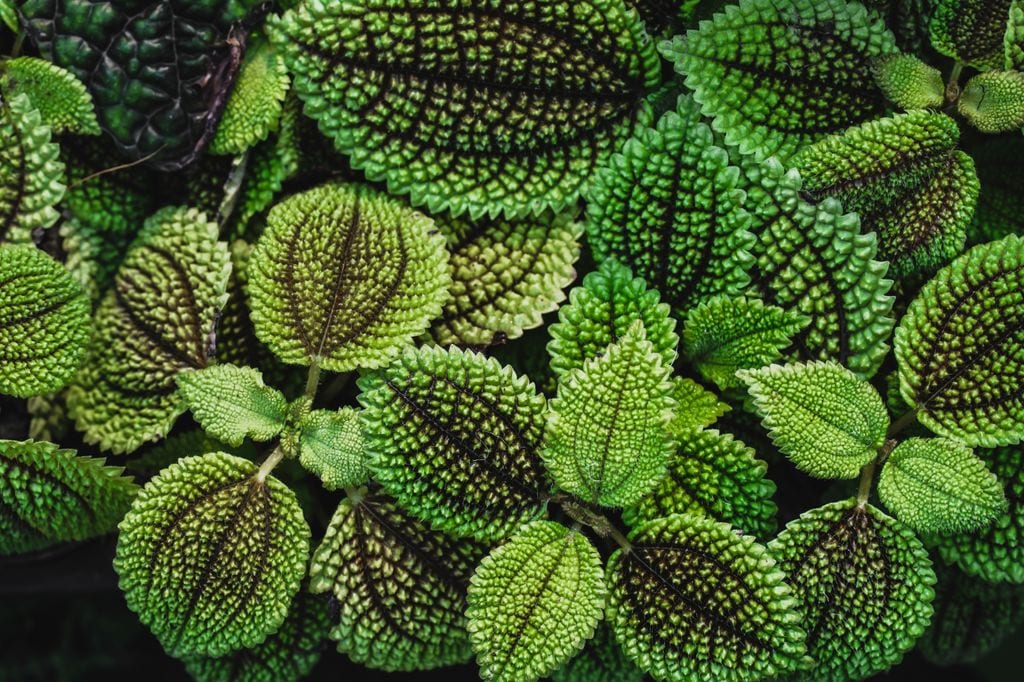 Pilea involucrata