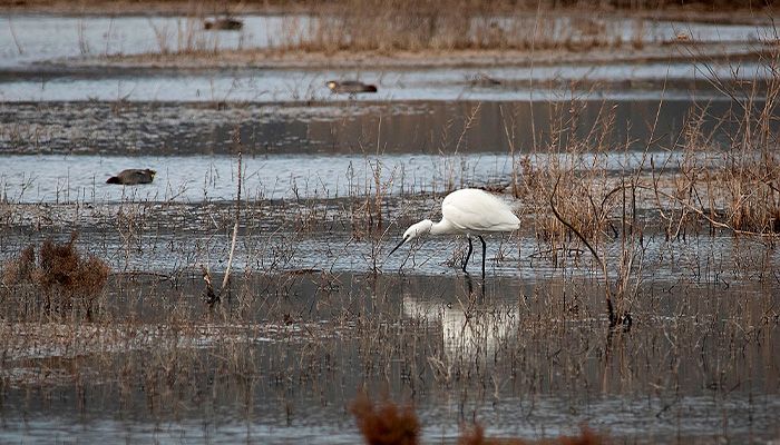 albufera3