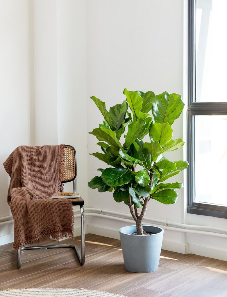 ‘Ficus lyrata’, una variedad de porte vertical