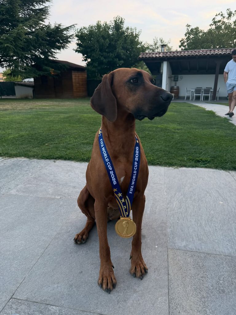 La perra posando con la codiciada medalla