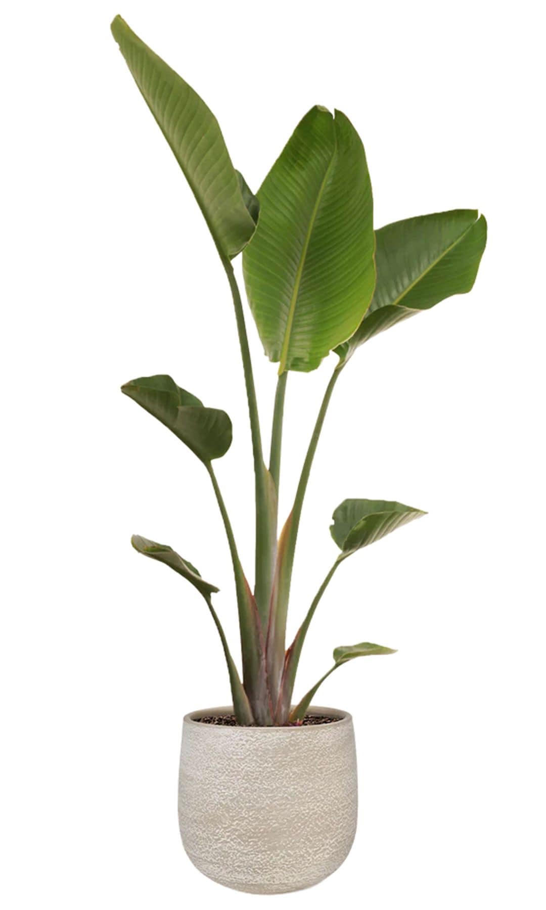 Ave del paraíso, de April Plants (56,99 €)