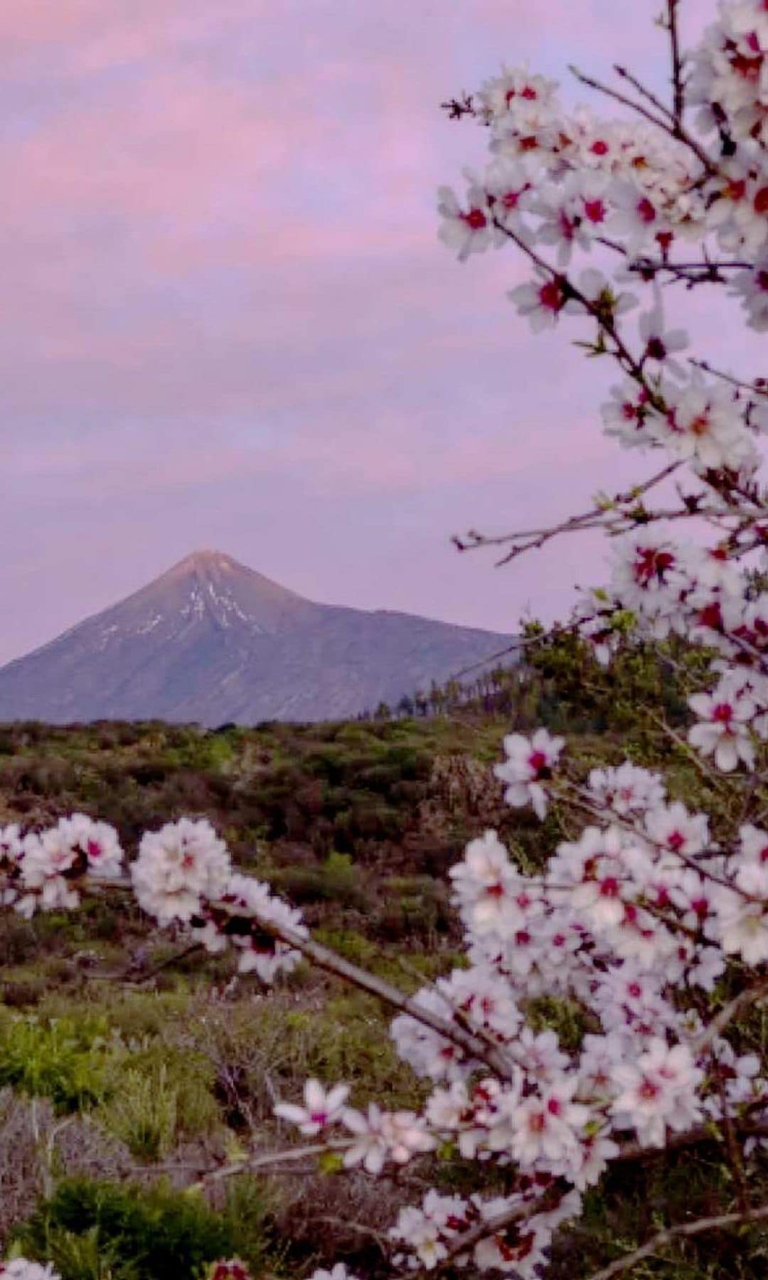 Floración de almendros en el entorno de Santiago del Teide, Tenerife