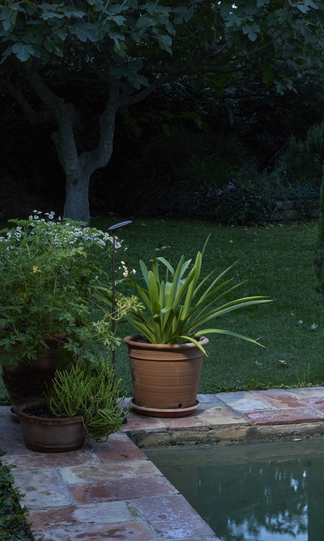 Rincón con plantas junto a la piscina con el foco Birdie de la firma Bover