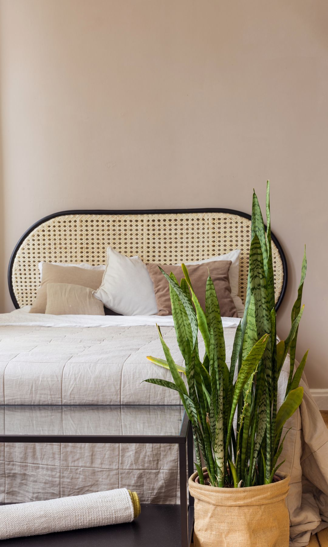 Sansevieria en un dormitorio