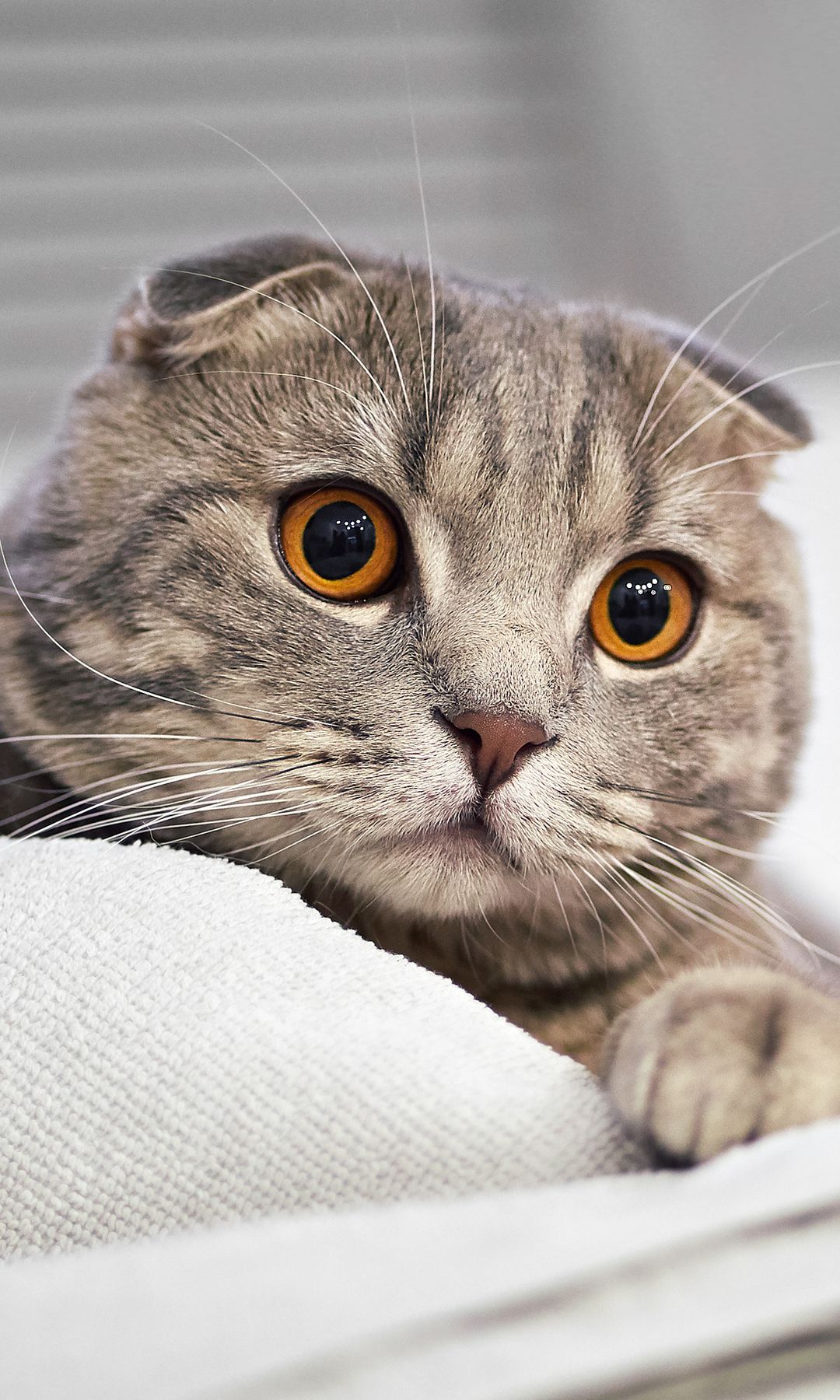 Scottish Fold gris: dulce, equilibrado y de mirada redonda, un gato calmado que conquista por su ternura y su inconfundible elegancia