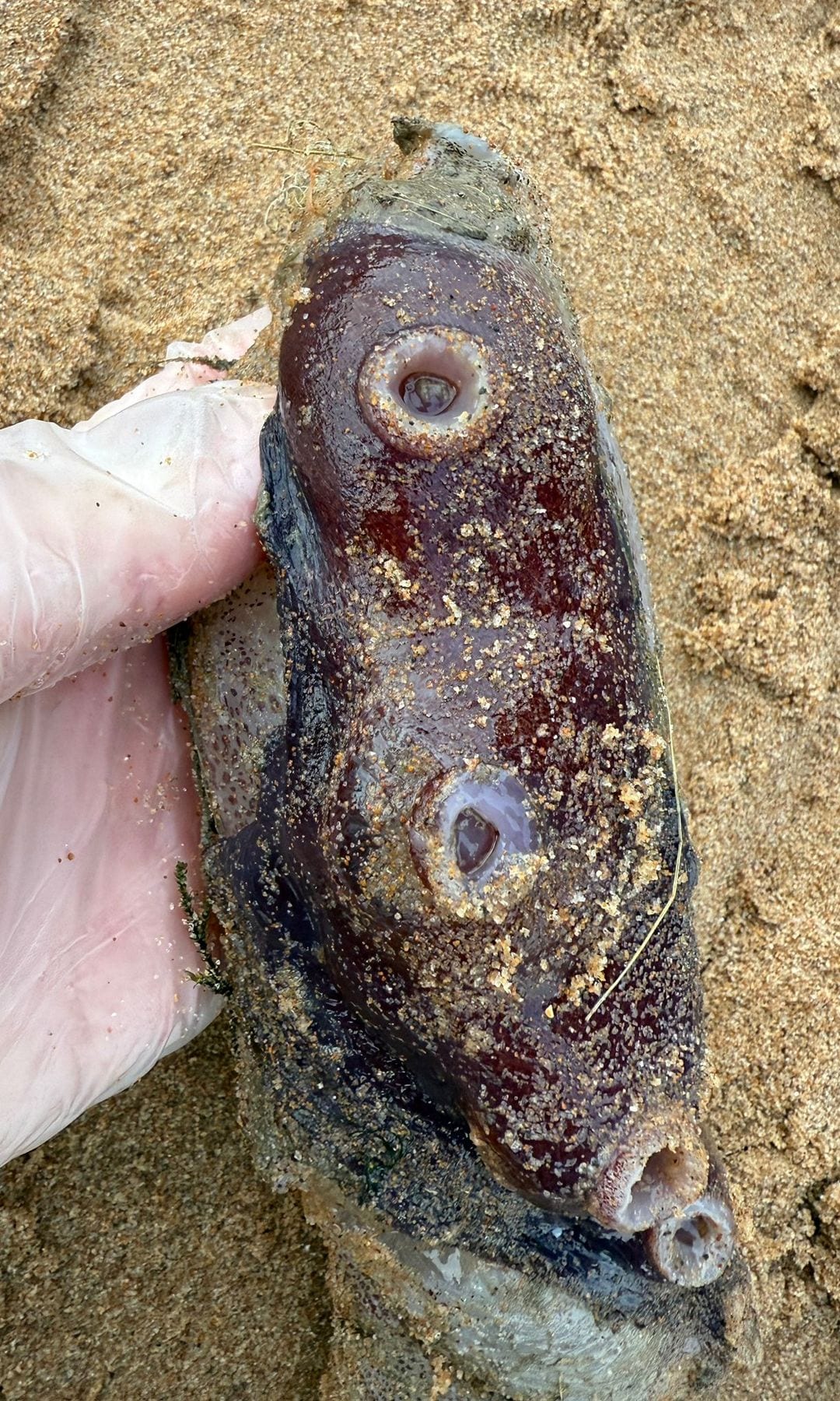 La investigadora Lauren Smith analiza los tentáculos recuperados en la costa escocesa, un hallazgo excepcional por su tamaño y extrema rareza