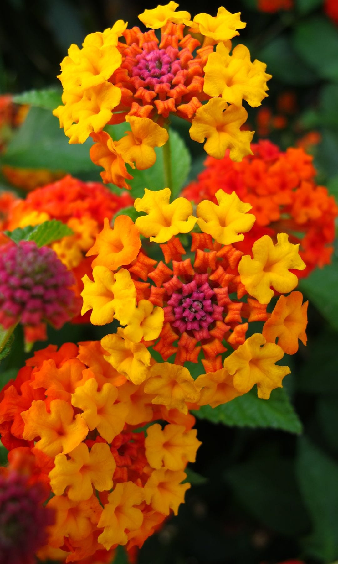 Lantana o 'bandera española'