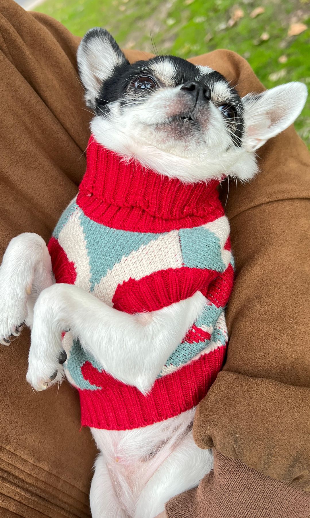 María Pita, la chihuahua 'influencer', haciendo una de las suyas durante una fotografía