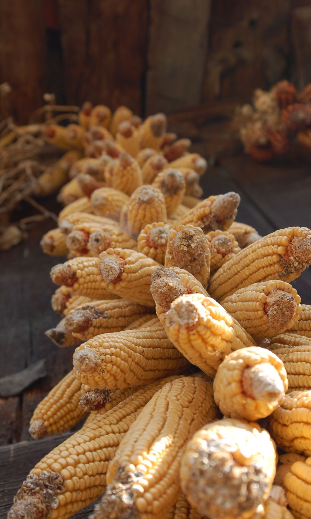 Mazorcas de maíz, Valdesoto, Asturias