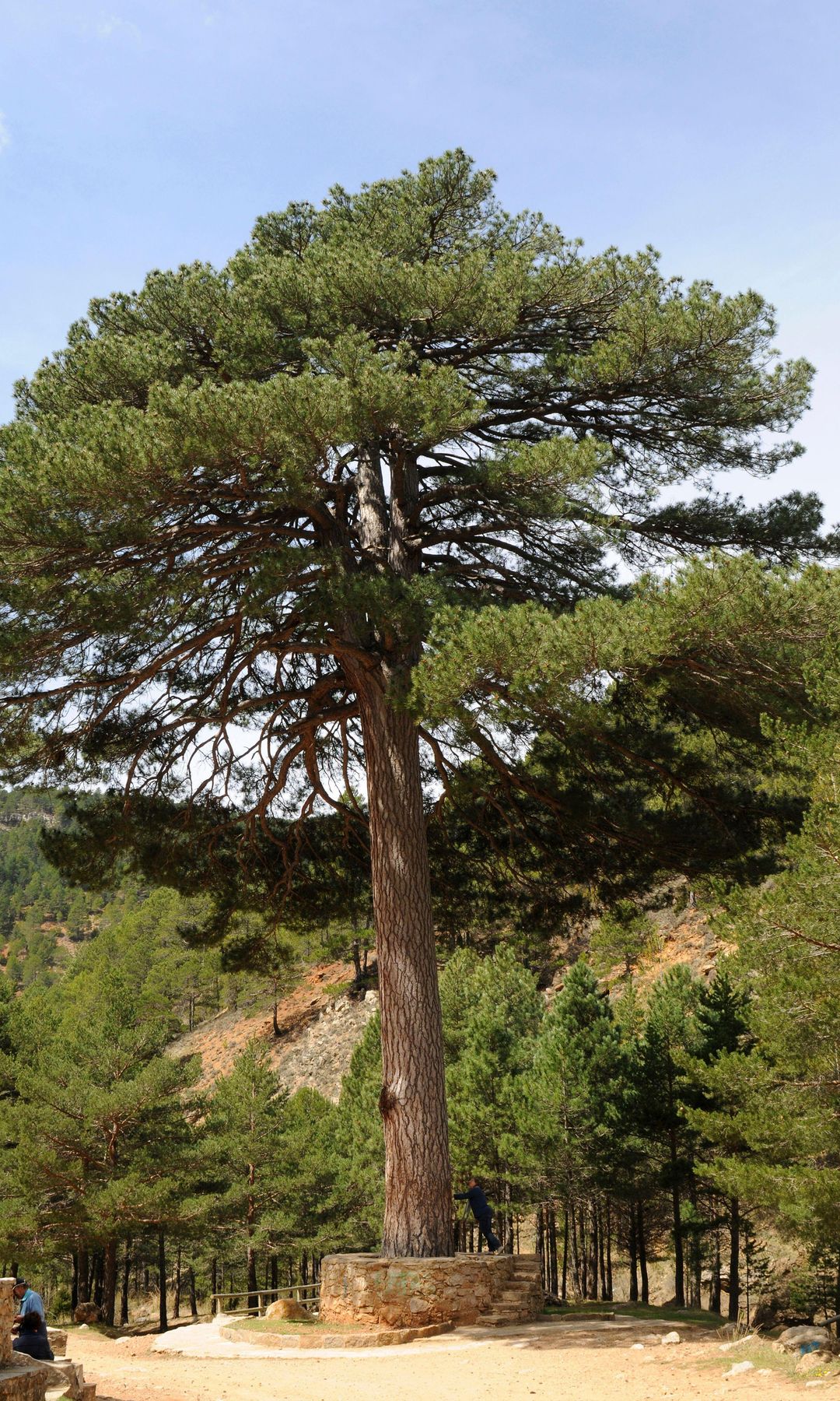  Pino del Escobón, el más alto de Aragón, en Linares de Mora, Teruel