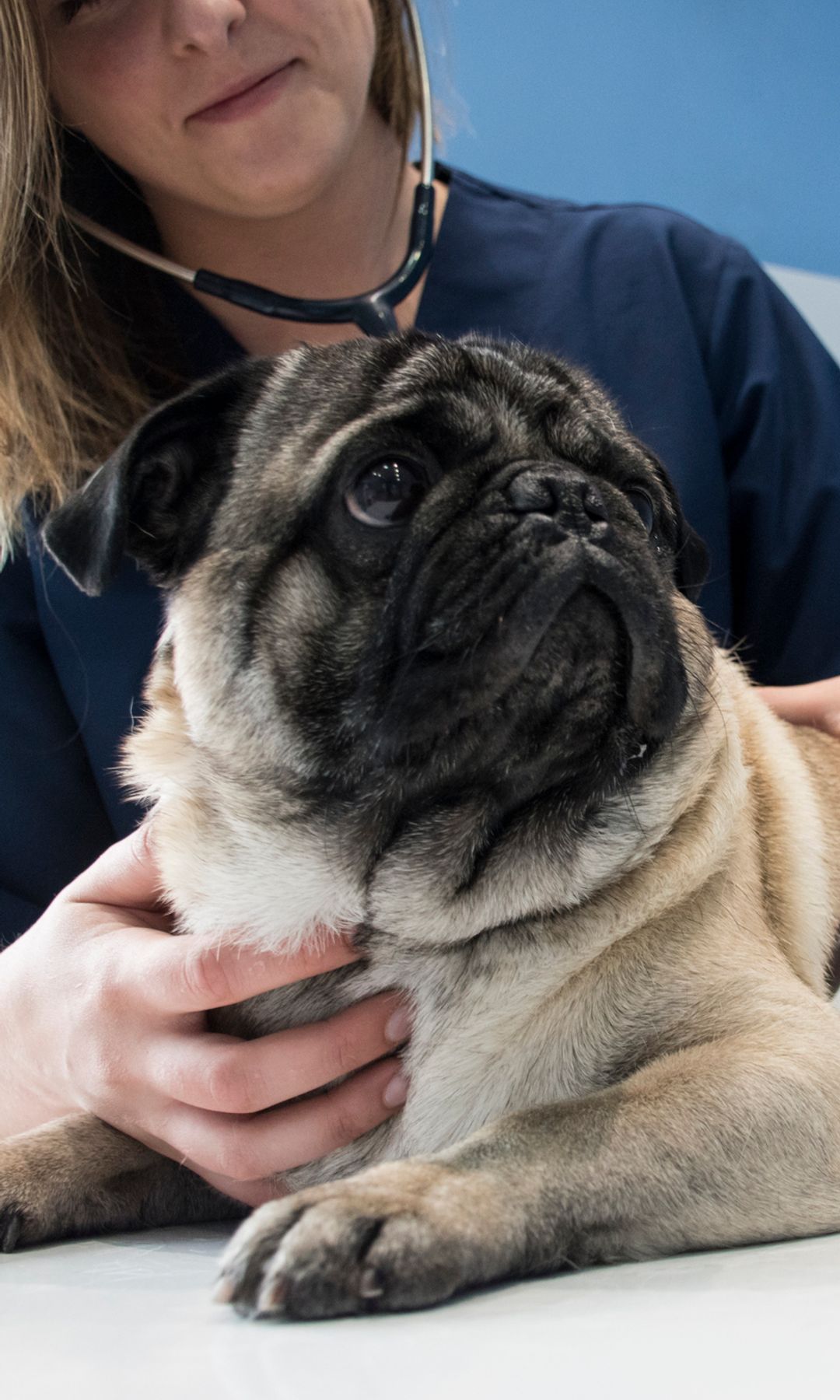 Perro en el veterinario 