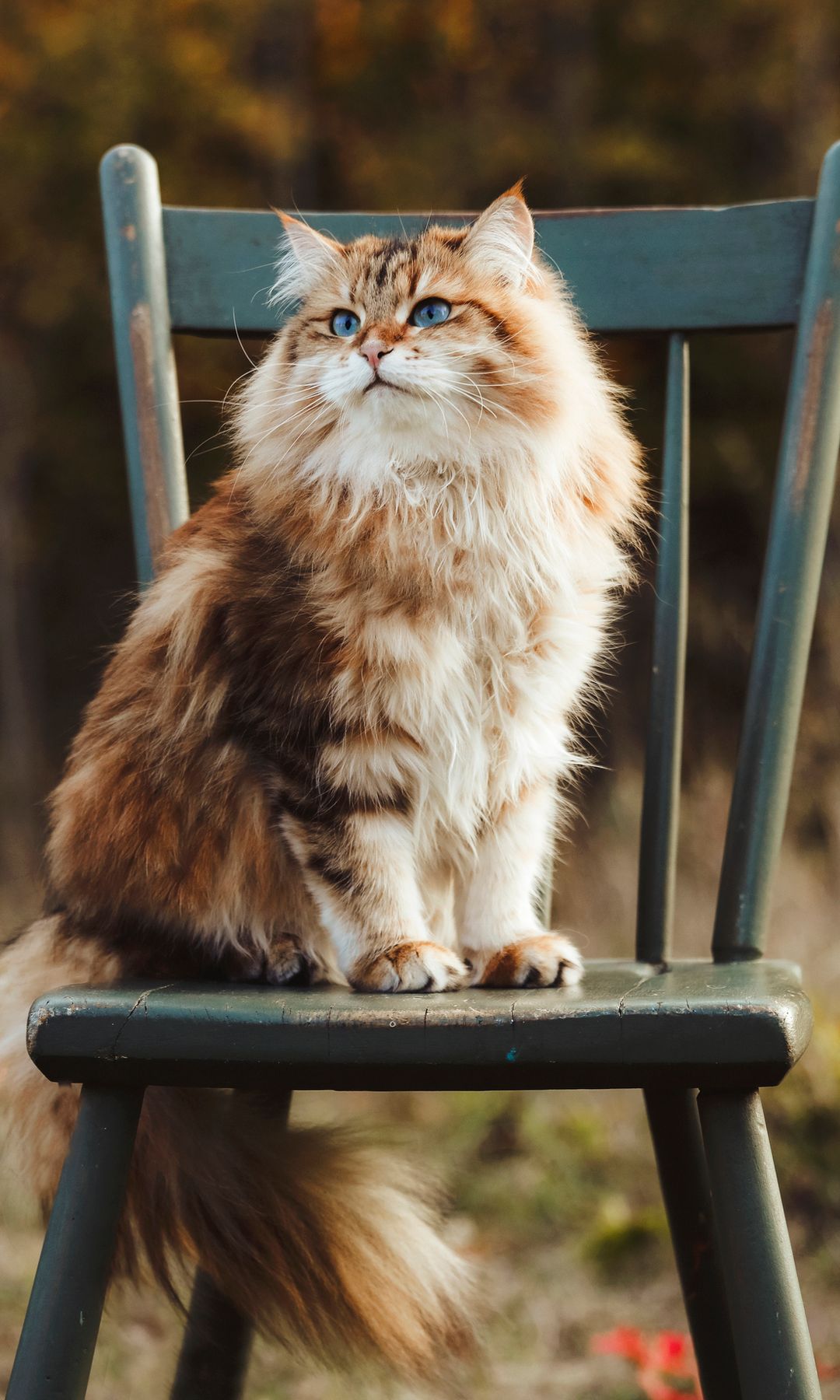 Gato siberiano sentado en una silla