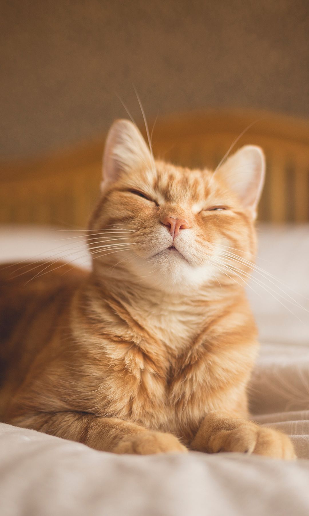 Entrecerrar los ojos y parpadear despacio puede aumentar las probabilidades de que un gato se acerque e interactúe