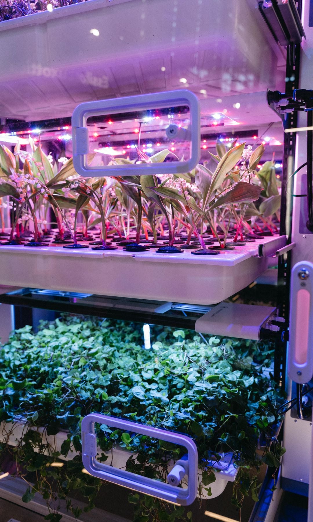 Los 'BioPods' de Interstellar Lab permiten cultivar ingredientes botánicos.