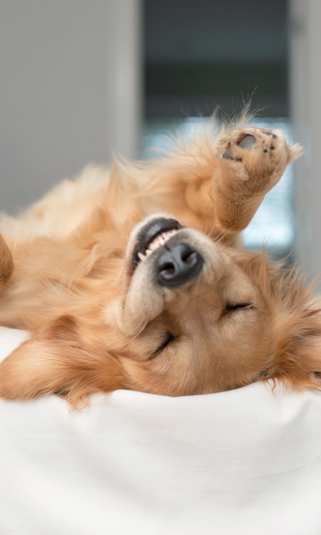 Perro tumbado boca arriba en la cama