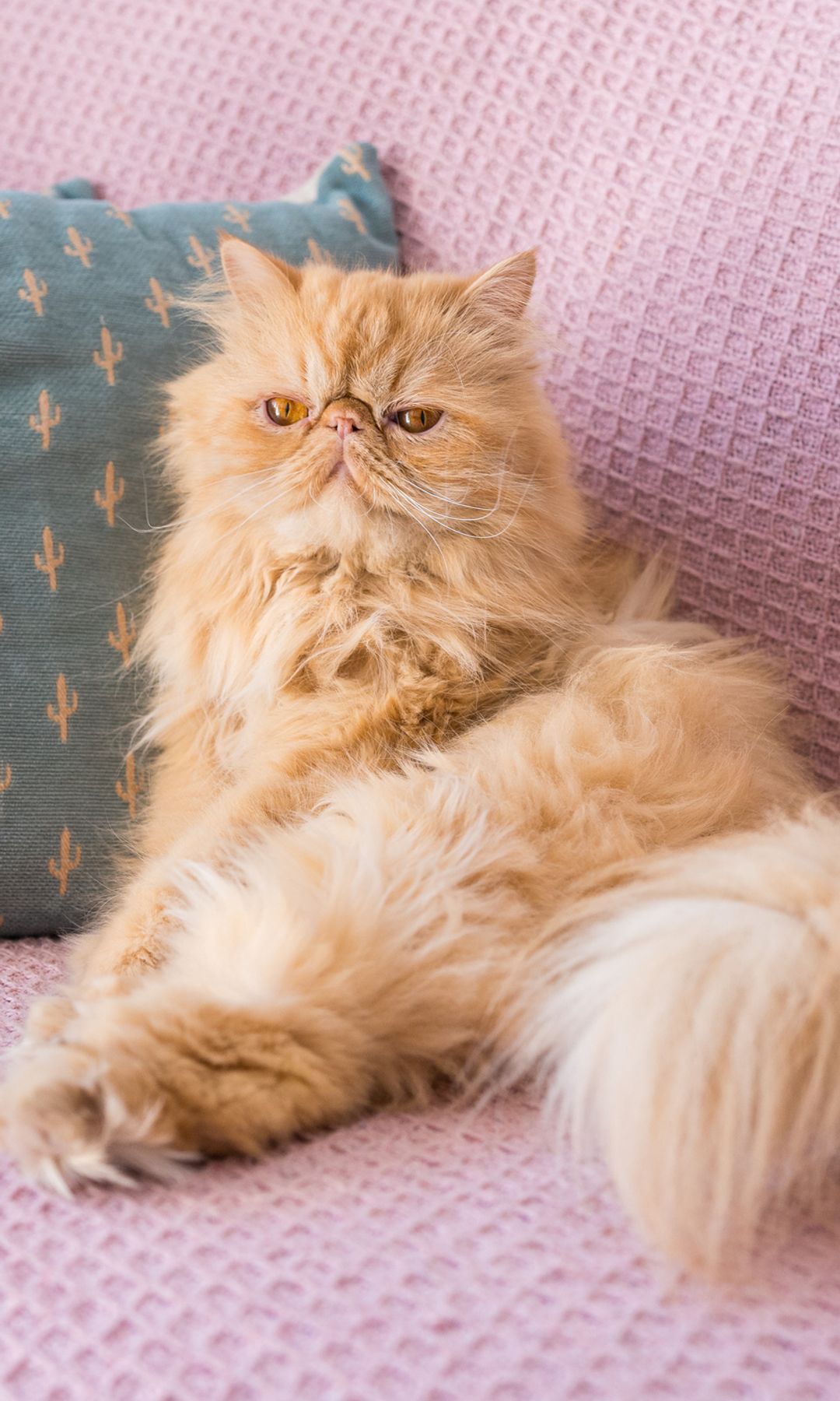 Con su aspecto elegante y su mirada serena, el persa es una de las razas más reconocibles