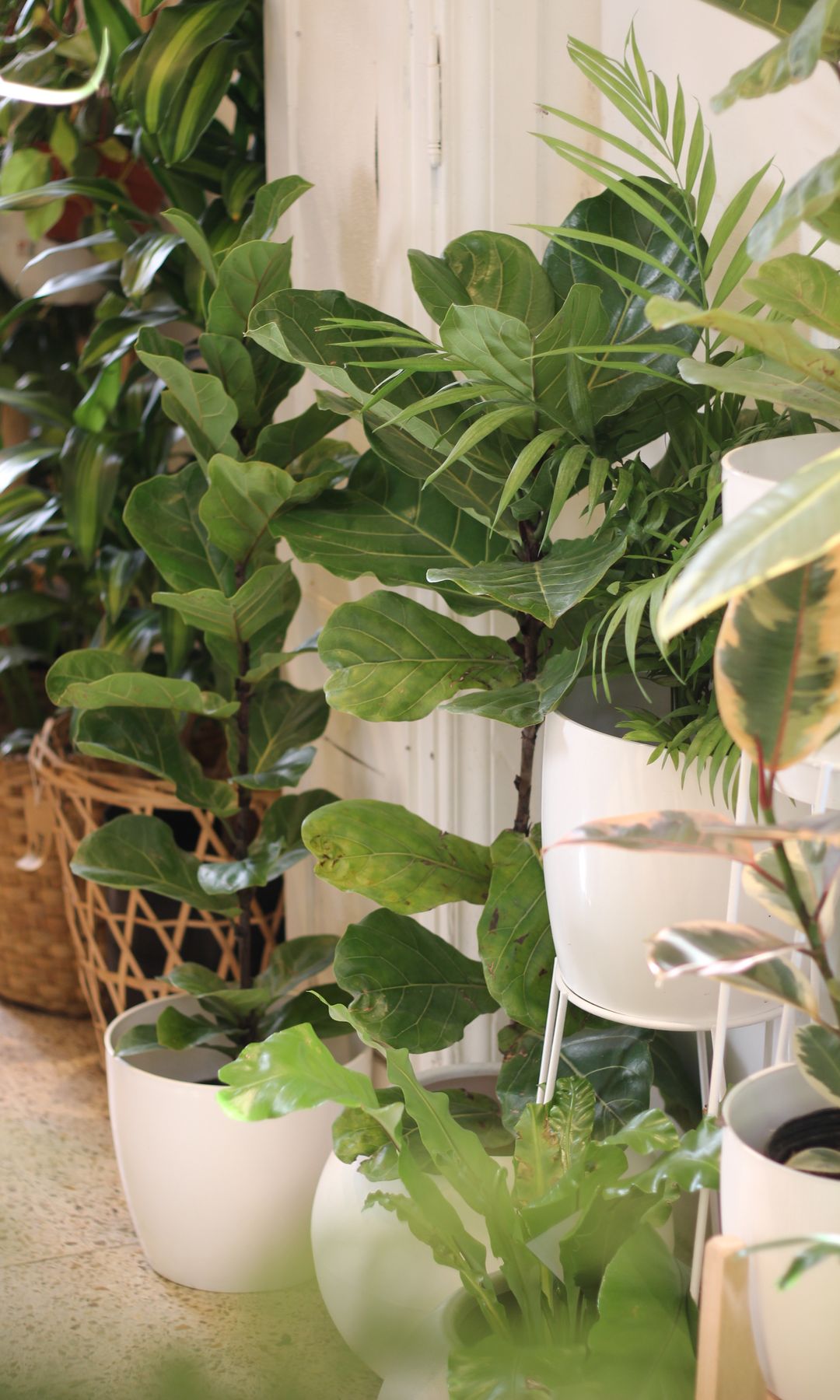 Plantas en macetas  ficus lyrata 