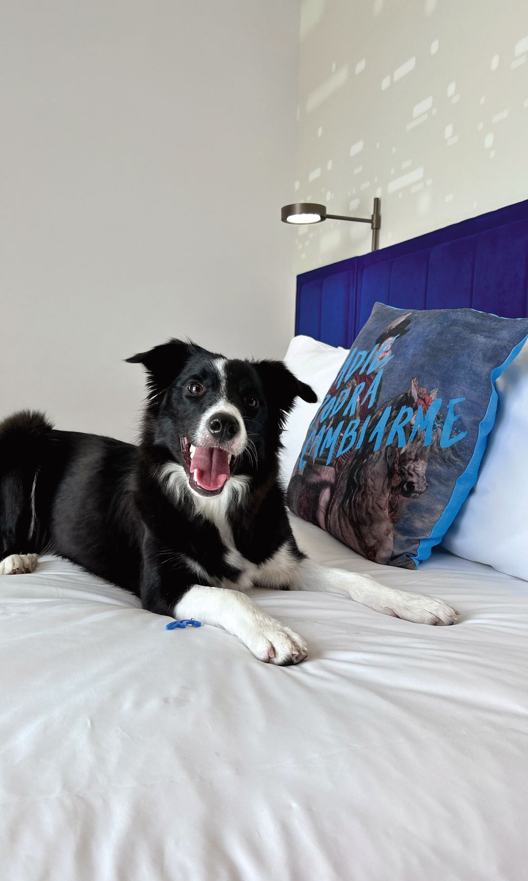 El Hard Rock Café de Madrid es petfriendly. Perro en una cama de matrimonio.