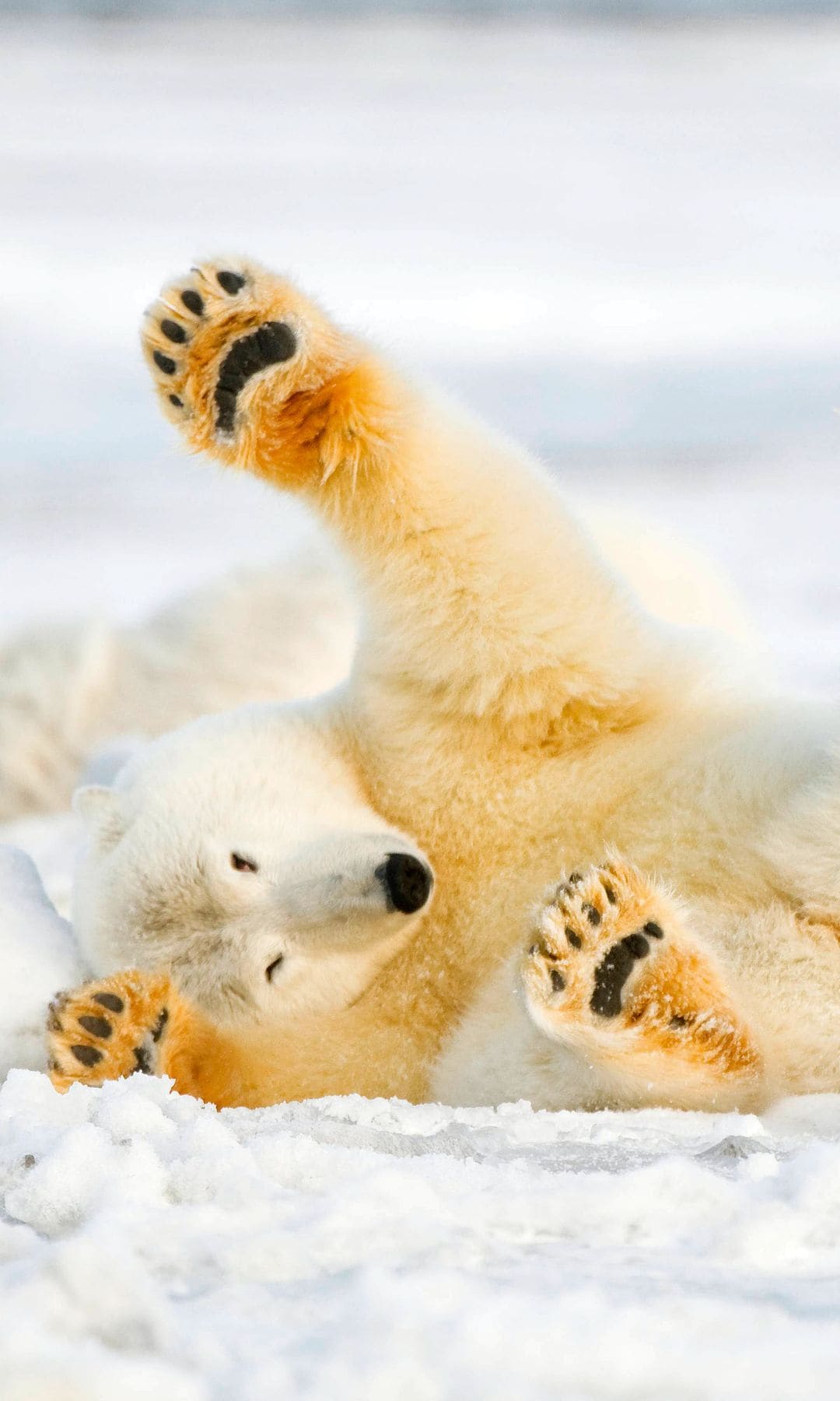 Polar bear juvenile rolling  around on newly formed pack ice
