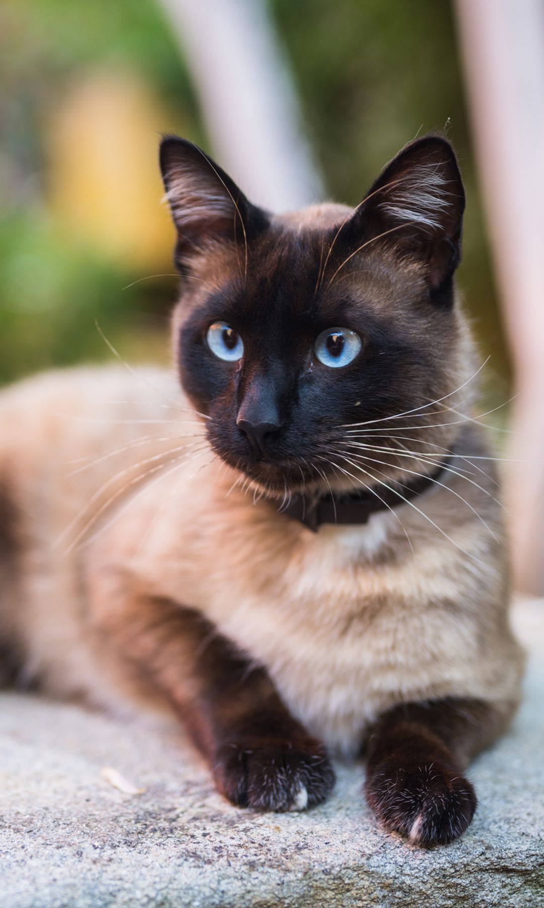 Gato siamés tumbado