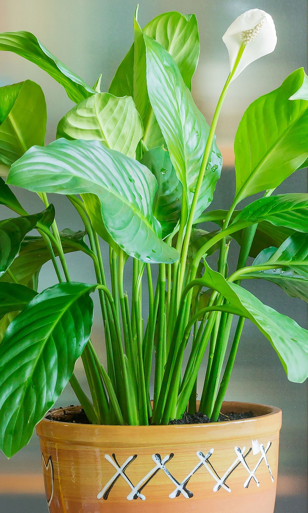 Spathiphyllum o espatifilo