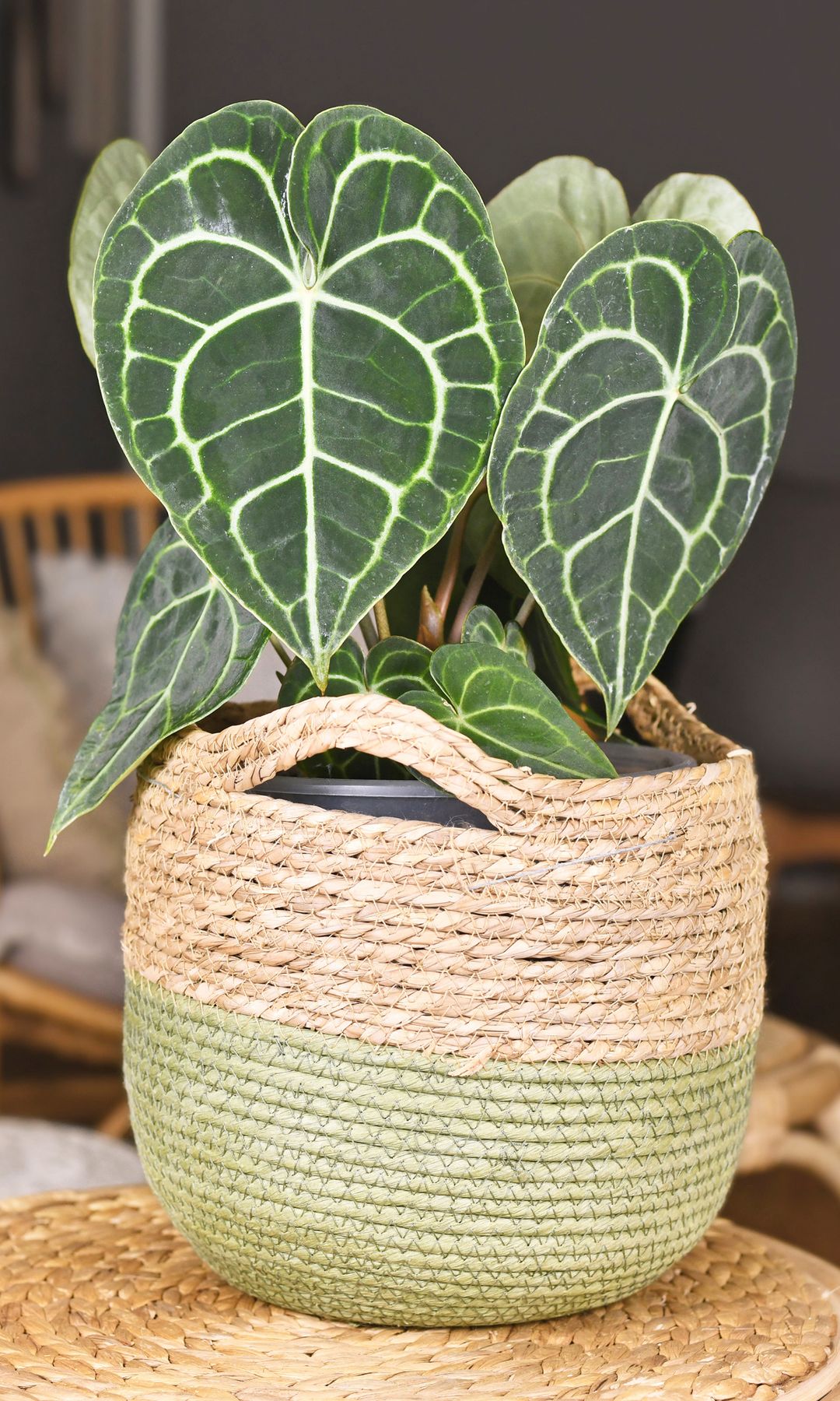 Anthurium Clarinervium o anturio terciopelo. 