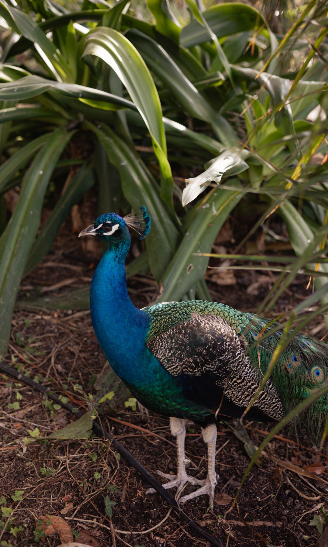 pavo real en una boda