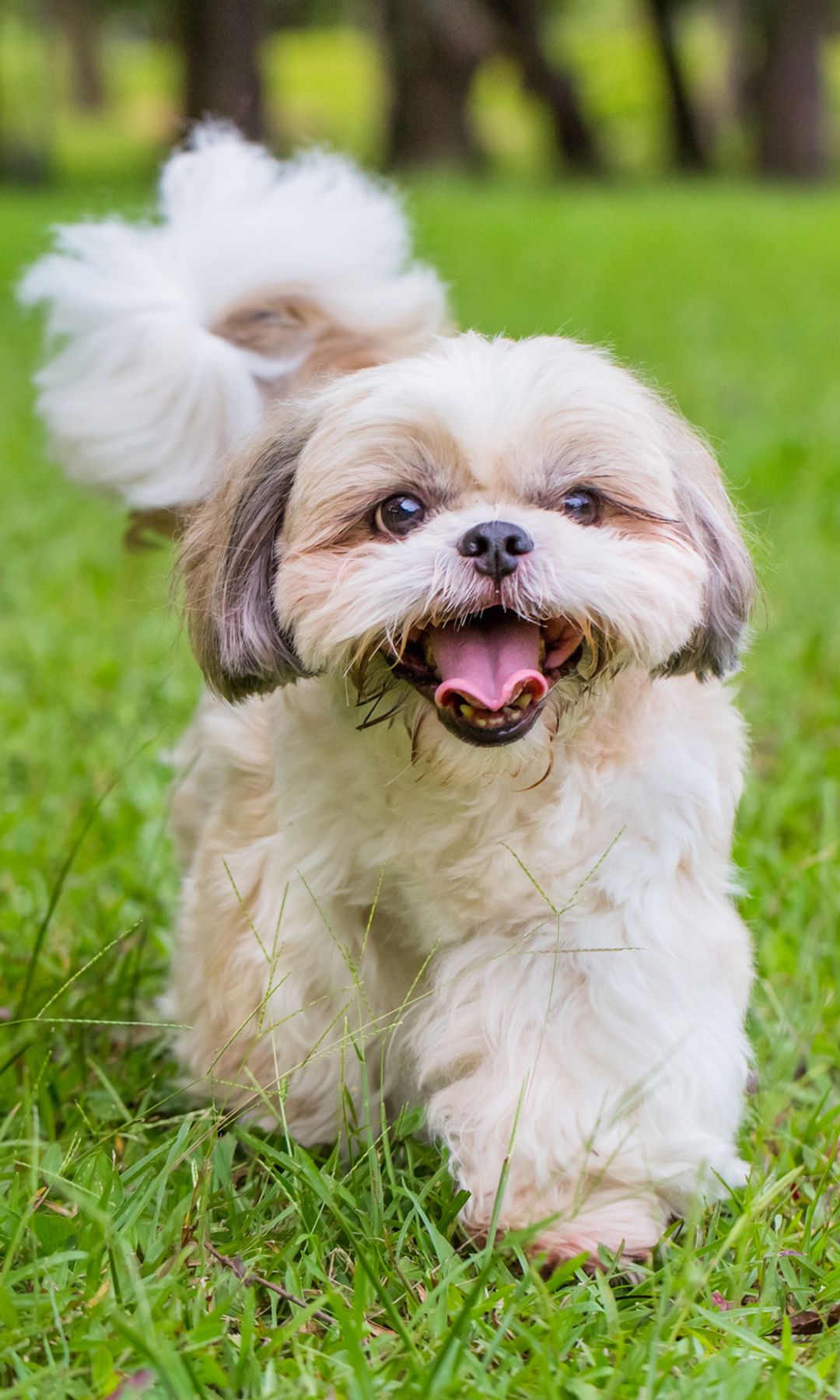 Shih Tzu paseando por el parque