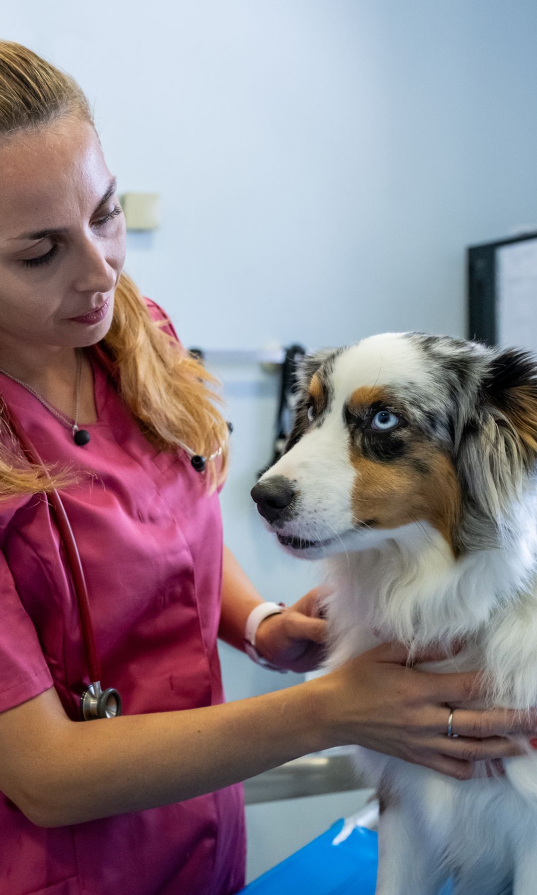 Perro en la consulta del veterinario 