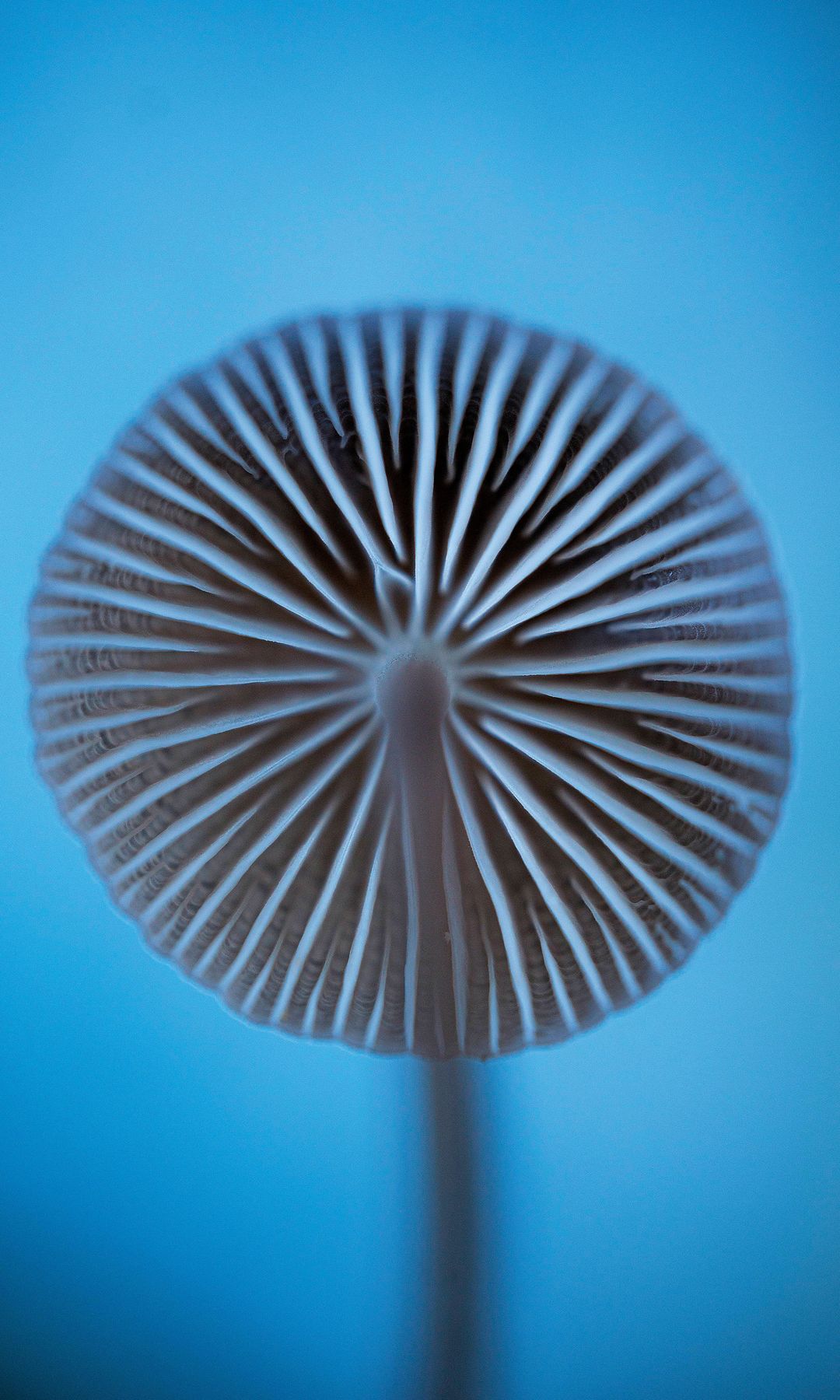 Pleated inkcap 