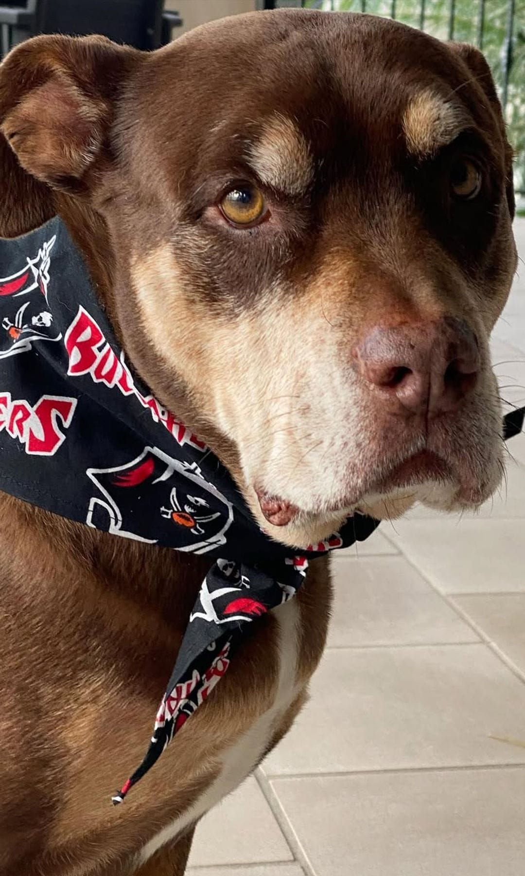 Adoptada en 2014, Lua acompañó a Tom Brady en algunos de los momentos más importantes de su carrera y de su vida personal