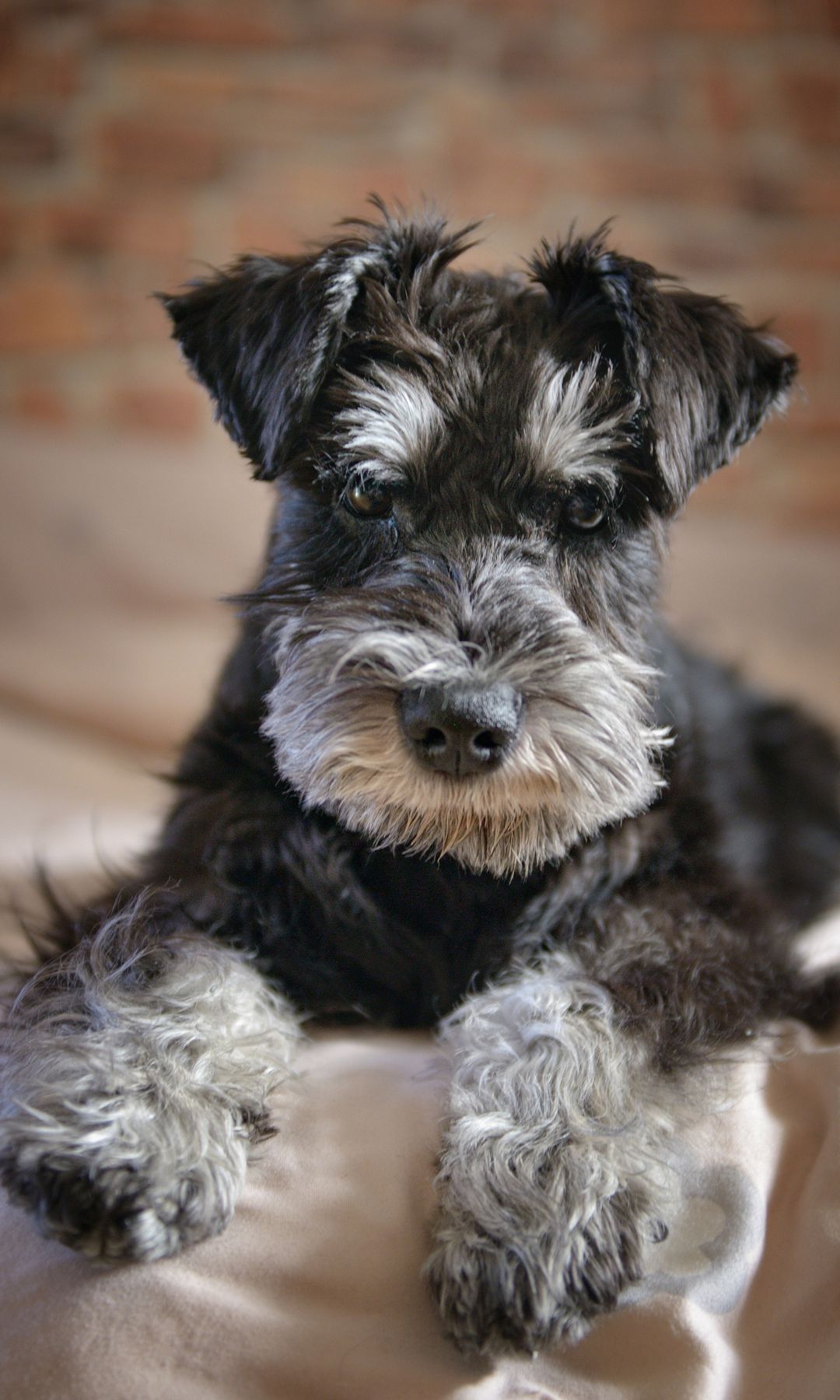 Retrato de un schnauzer miniatura